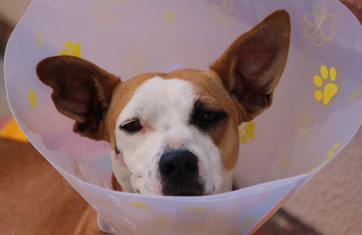 ayuda economica para perro