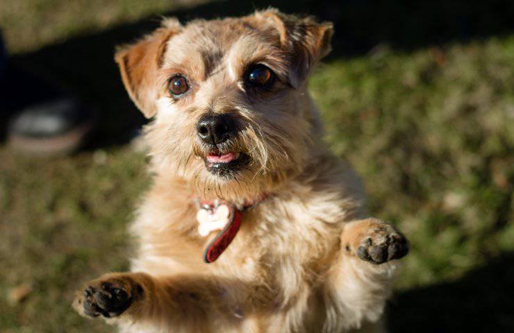 terrier norfolk
