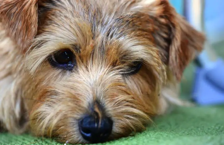 terrier norfolk