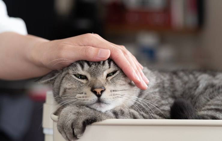 acariciando al gato