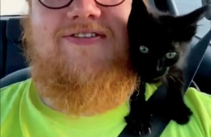 gatito martin elige humano