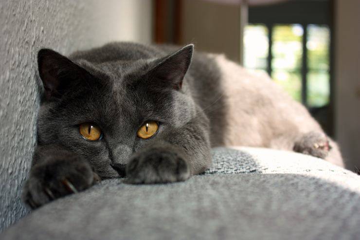 Razas de gatos para personas menos ocupadas