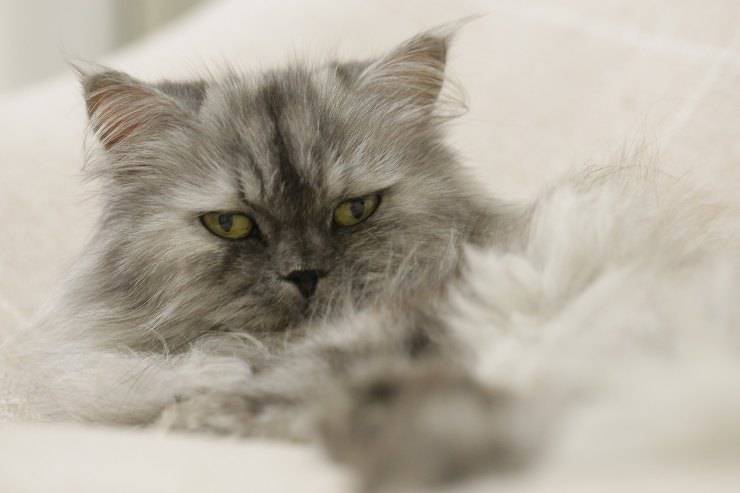 Kitty quiere descansar