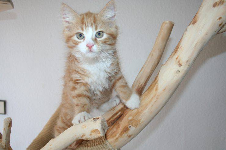 El felino trepa