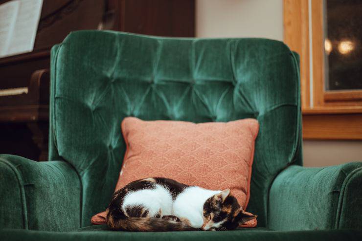 Felinos para gente menos ocupada