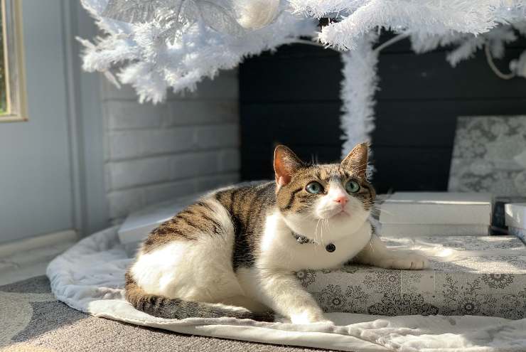 Razas de gatos para personas menos ocupadas