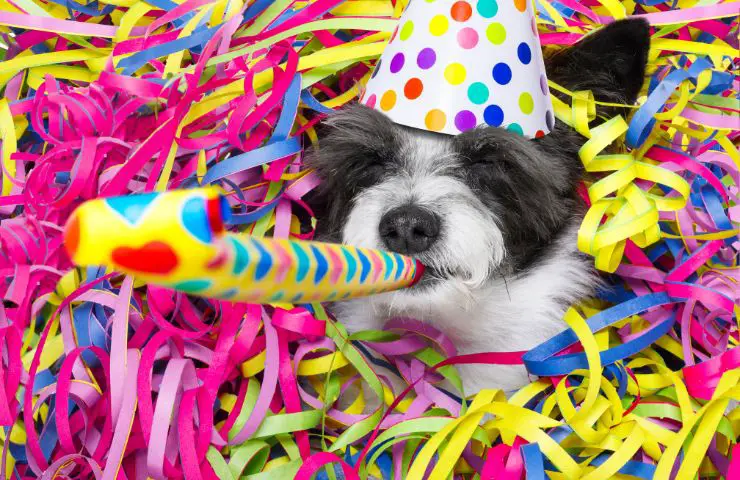 fido año nuevo