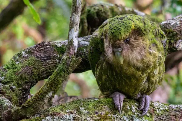 Animales que empiezan con K - Kakapo