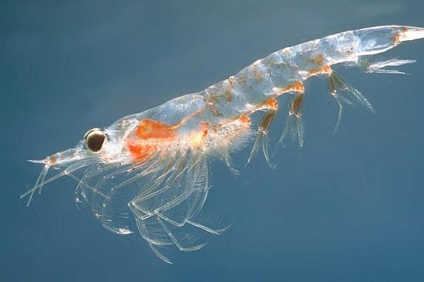 Animales que comienzan con K - Krill