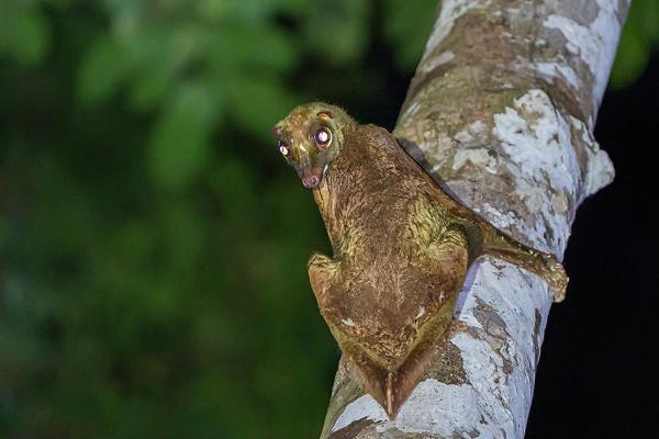 Animales que comienzan con K - Kaguang