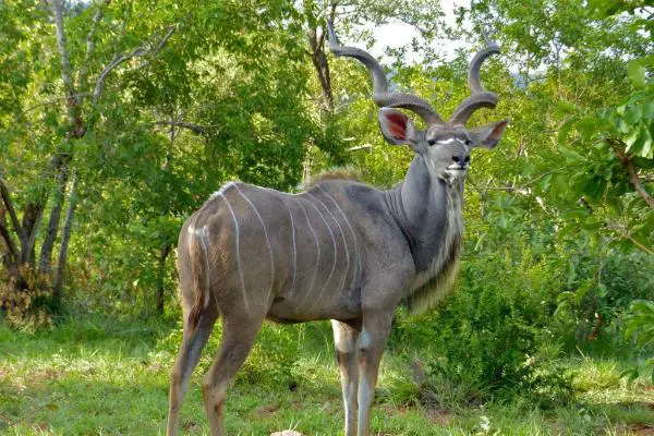 Animales que empiezan con K - Kudu