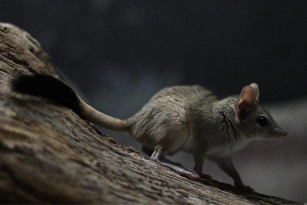 Animales que empiezan con K - Kowari