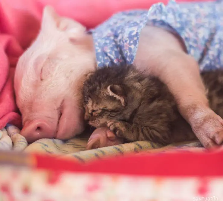 cerdo gato inseparable