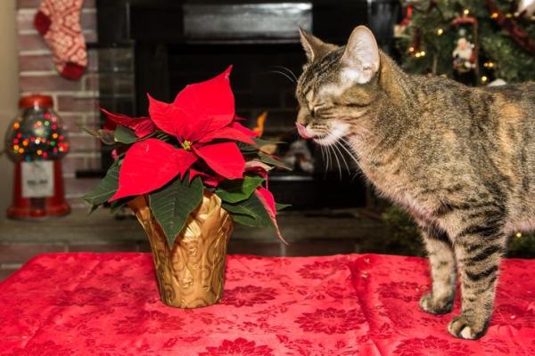 Envenenamiento por flor de Pascua en gatos: síntomas y qué hacer - ¿Por qué la flor de Pascua es tóxica para los gatos?