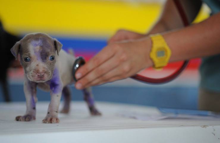 gastos medicos animales gratis