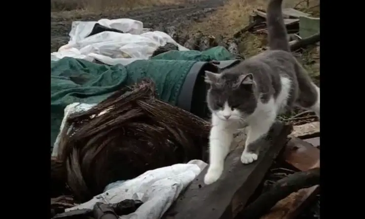 soldado del refugio de cachorros