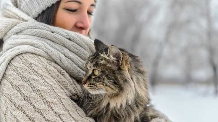 Levantar al gato así está mal