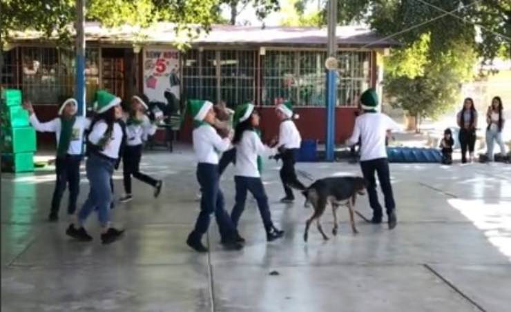 perro baila en grupo