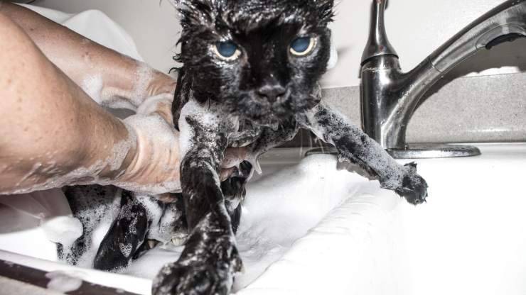 lavar el gato