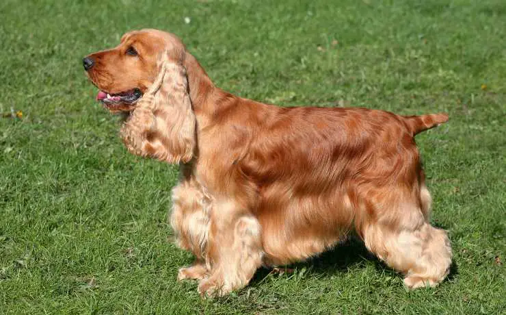 Cocker Spaniel Inglés
