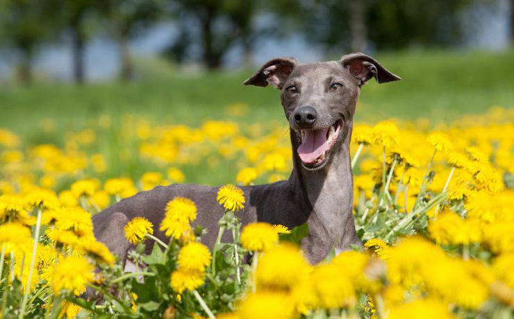 Galgo