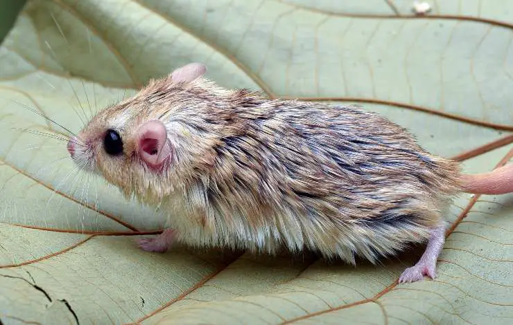 duprasi