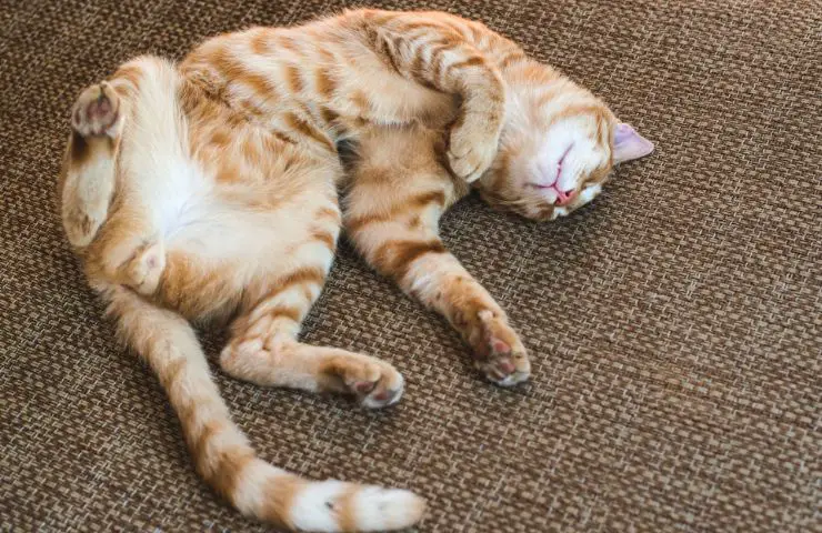 Felino