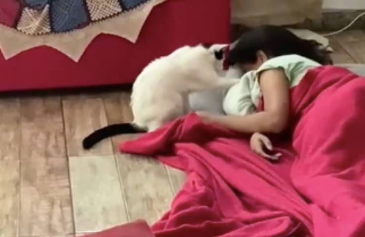 gato cama niña despertarla