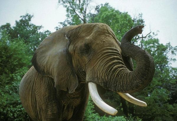 Los animales más fuertes del mundo: elefante africano de sabana
