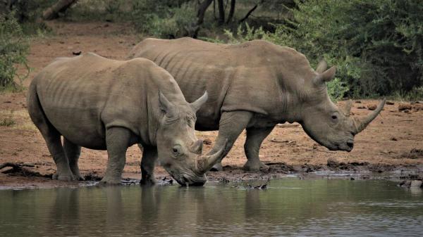 Los animales más fuertes del mundo - Rinoceronte blanco