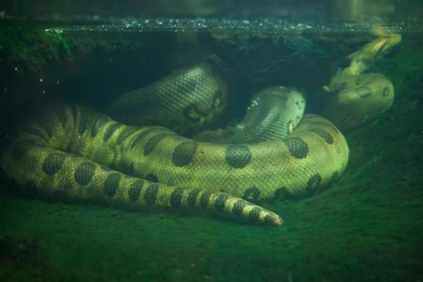 Los animales más fuertes del mundo - Anaconda verde