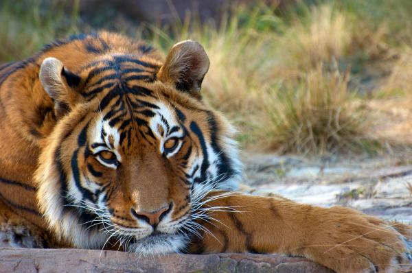 Los animales más fuertes del mundo - Tigre real de Bengala