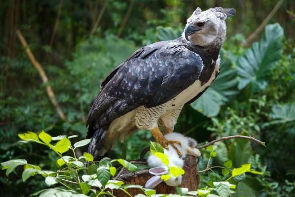 Los animales más fuertes del mundo - Águila arpía
