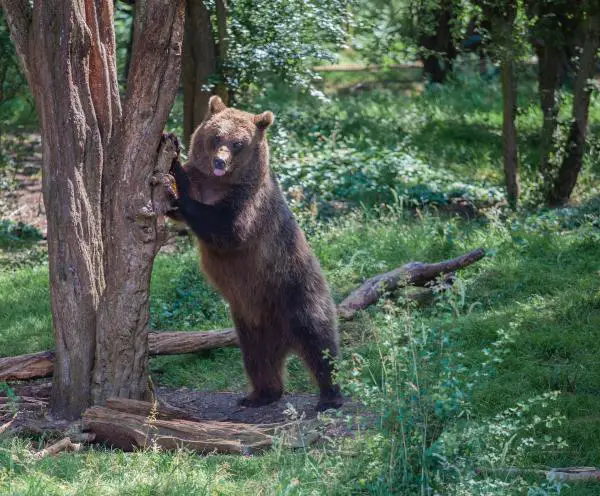 Los animales más fuertes del mundo: el oso pardo de Marsican