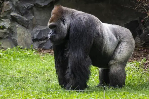 Los animales más fuertes del mundo - Gorila