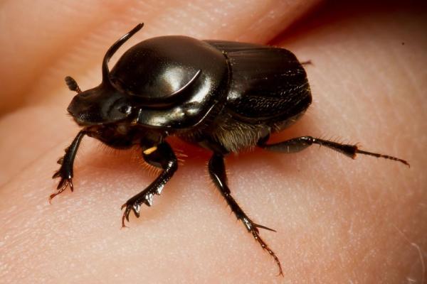 Los animales más fuertes del mundo - escarabajo pelotero