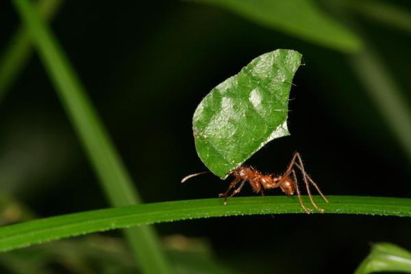 Los animales más fuertes del mundo - Hormigas cortadoras de hojas