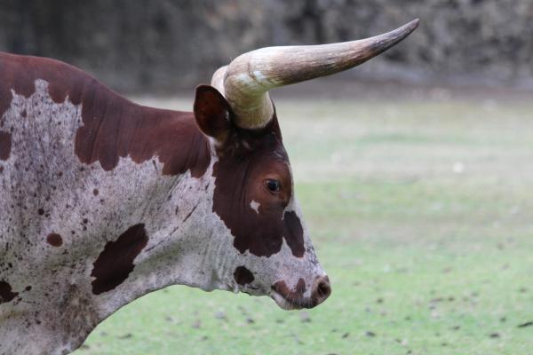 Los animales más fuertes del mundo - Buey