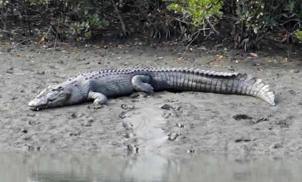 Los animales más fuertes del mundo - cocodrilo marino
