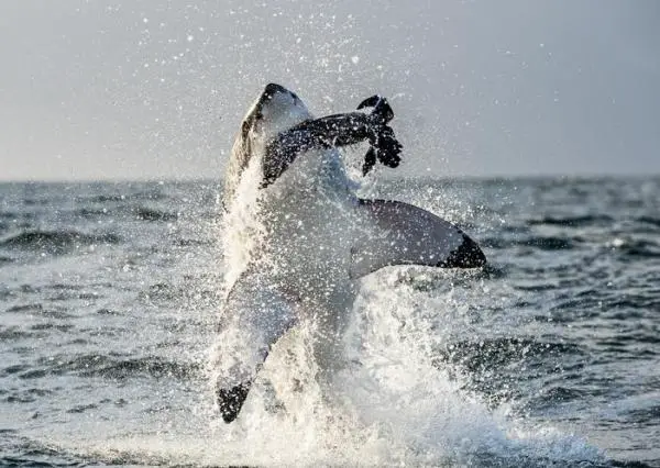 Los animales más fuertes del mundo - Tiburón blanco