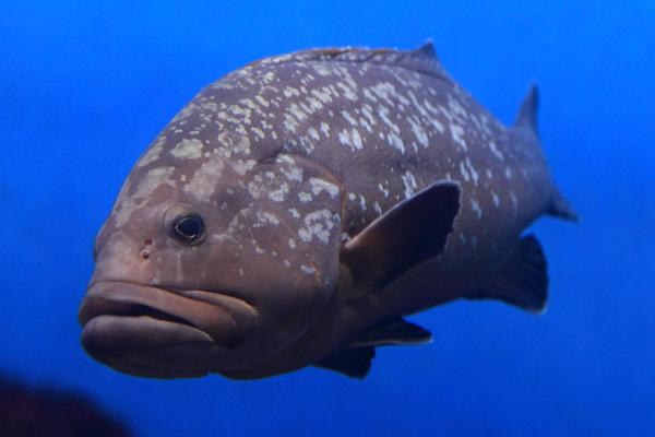 Los animales más fuertes del mundo - Mero gigante