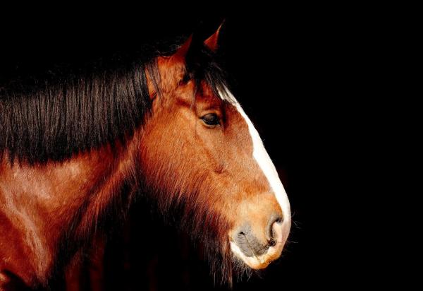 Los animales más fuertes del mundo - Shire horse