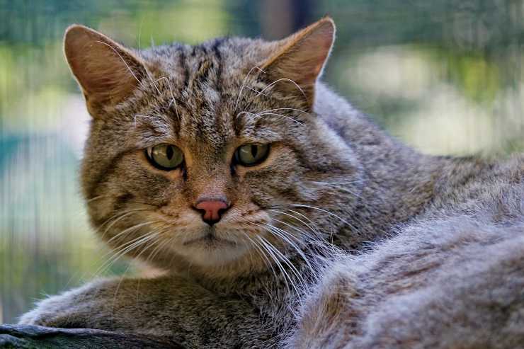 El comportamiento del gato.