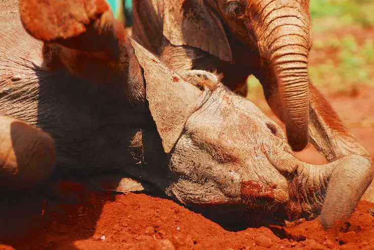 elefante blanco mahua