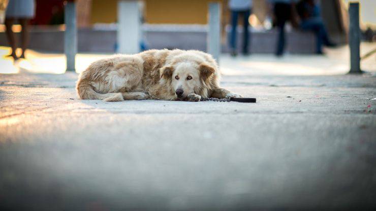 Perro tirado en la calle