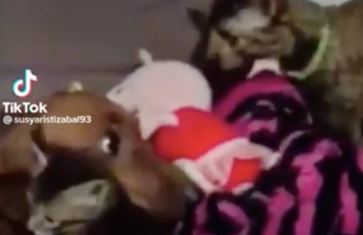 roba cachorros de gata madre