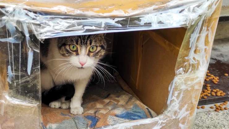 caseta de bricolaje para gatos