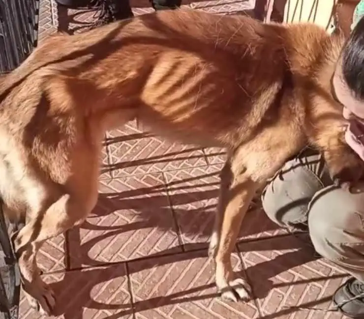 perro llega a casa turín