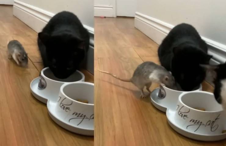 Juego de cuencos de los Aristogatos de Disney