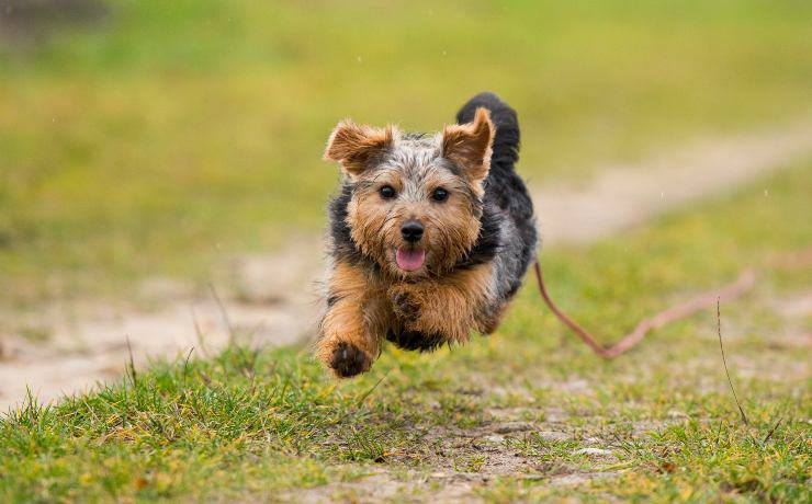 terrier norfolk
